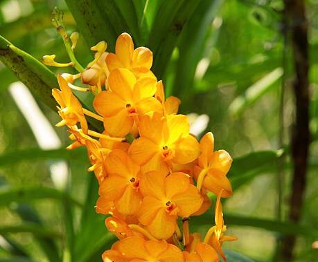 A adorable species orchid/ Vanda ampulaceum