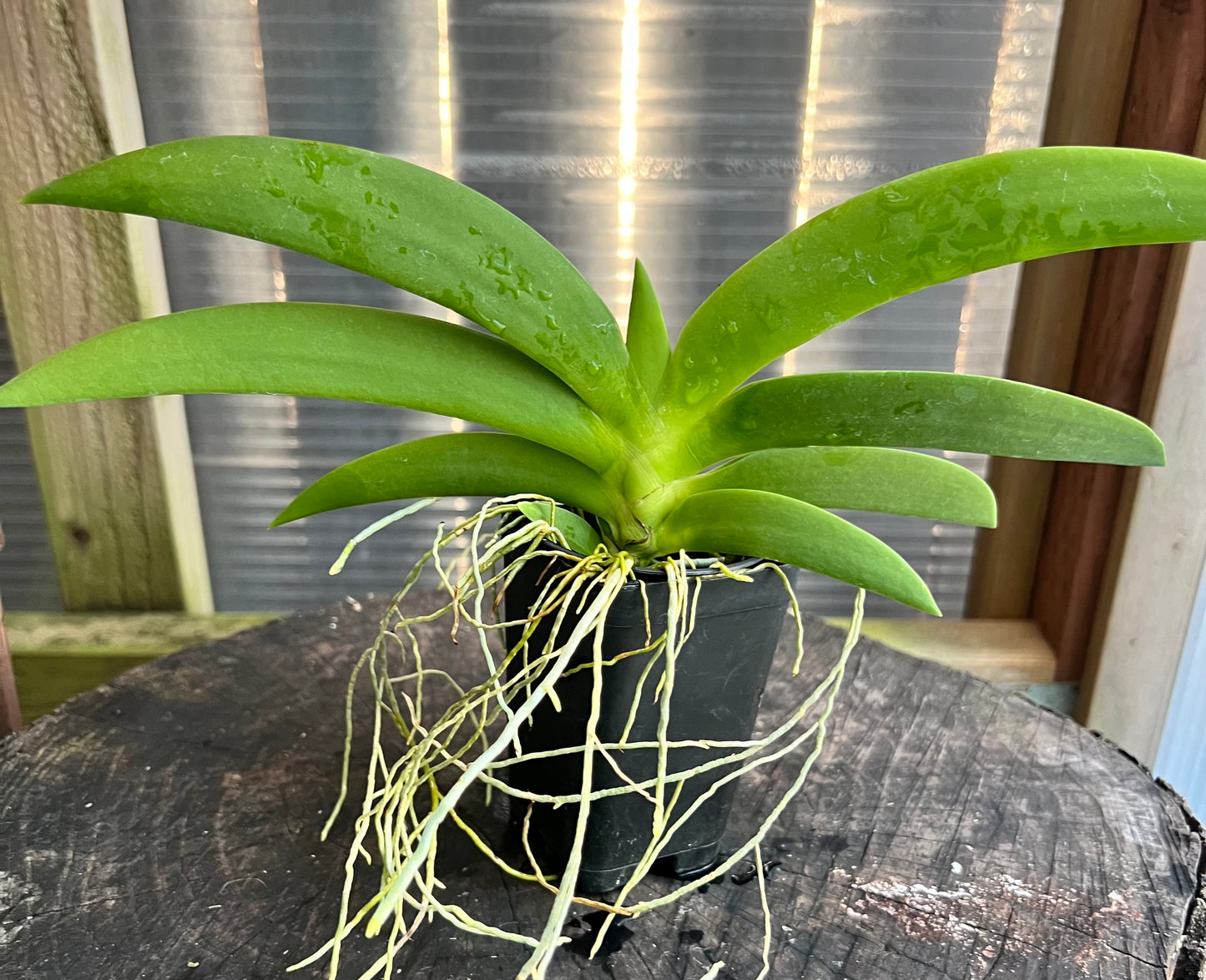 A compact species orchid/ Angraecum leonis