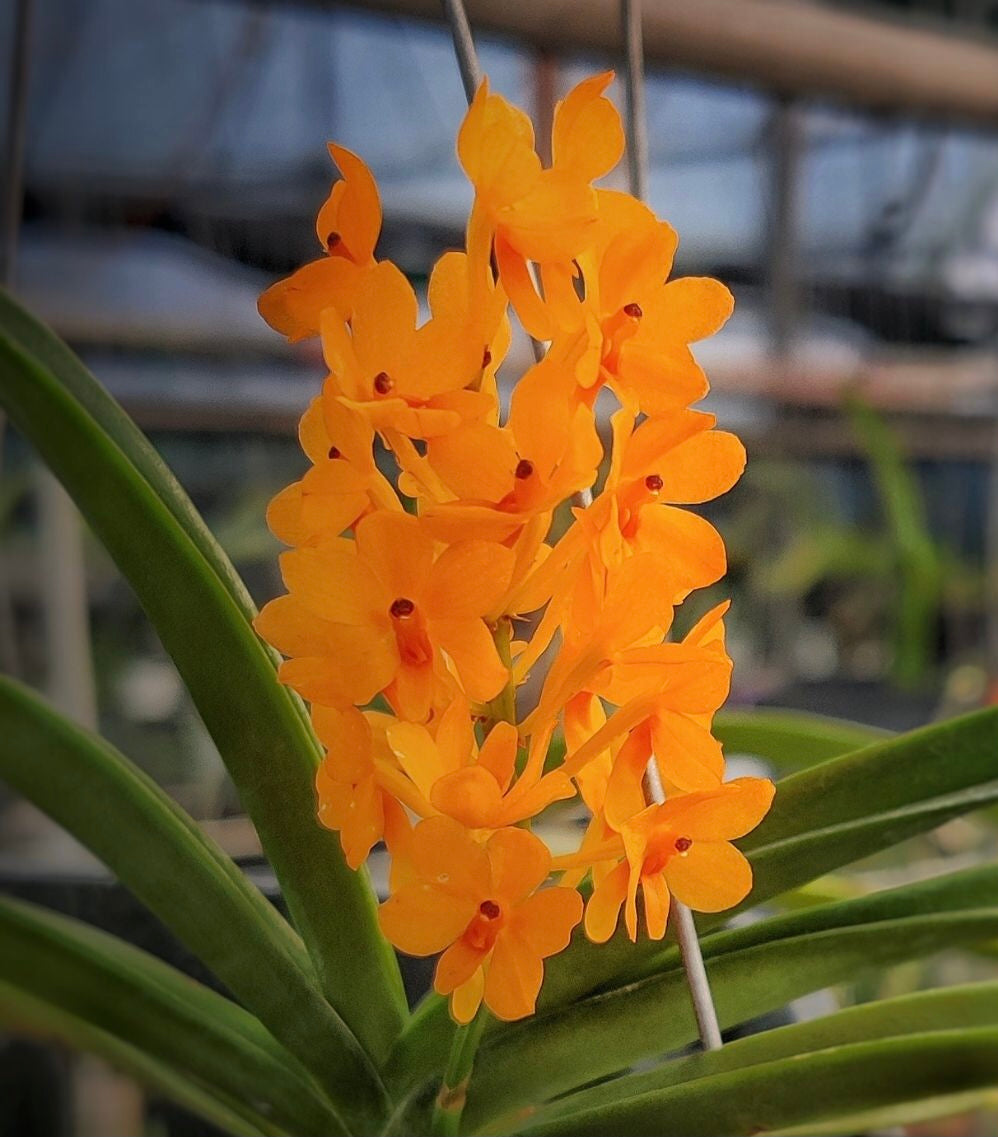 A adorable species orchid/ Vanda ampulaceum