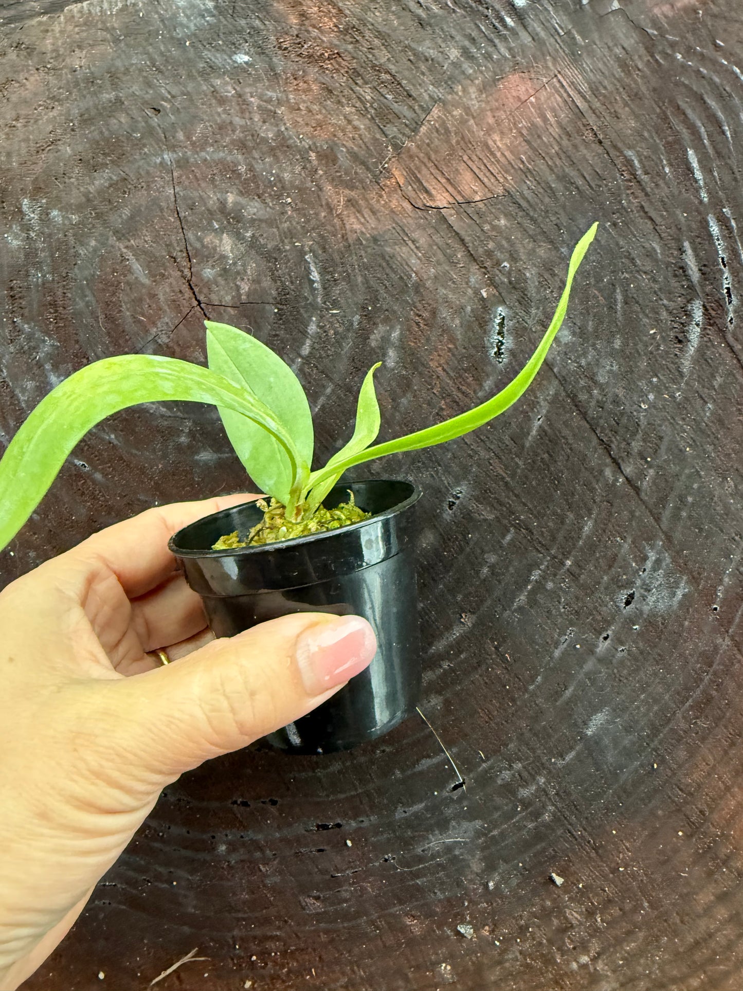 Aerangis citrata – Miniature Fragrant Epiphytic Orchid blooming size in 2 1/2” pot.