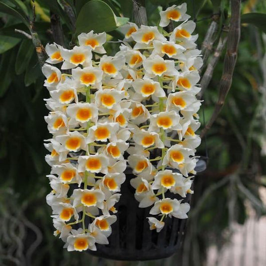 Acspecies orchid/ Dendrobium farmeri f. albiflorum (yellow lip, pure white tepals)  blooming size/ 3” nursery pot