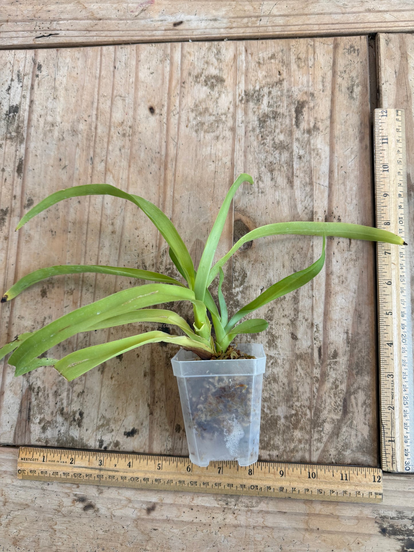 A fragrant species orchid /Aeranthes grandiflora