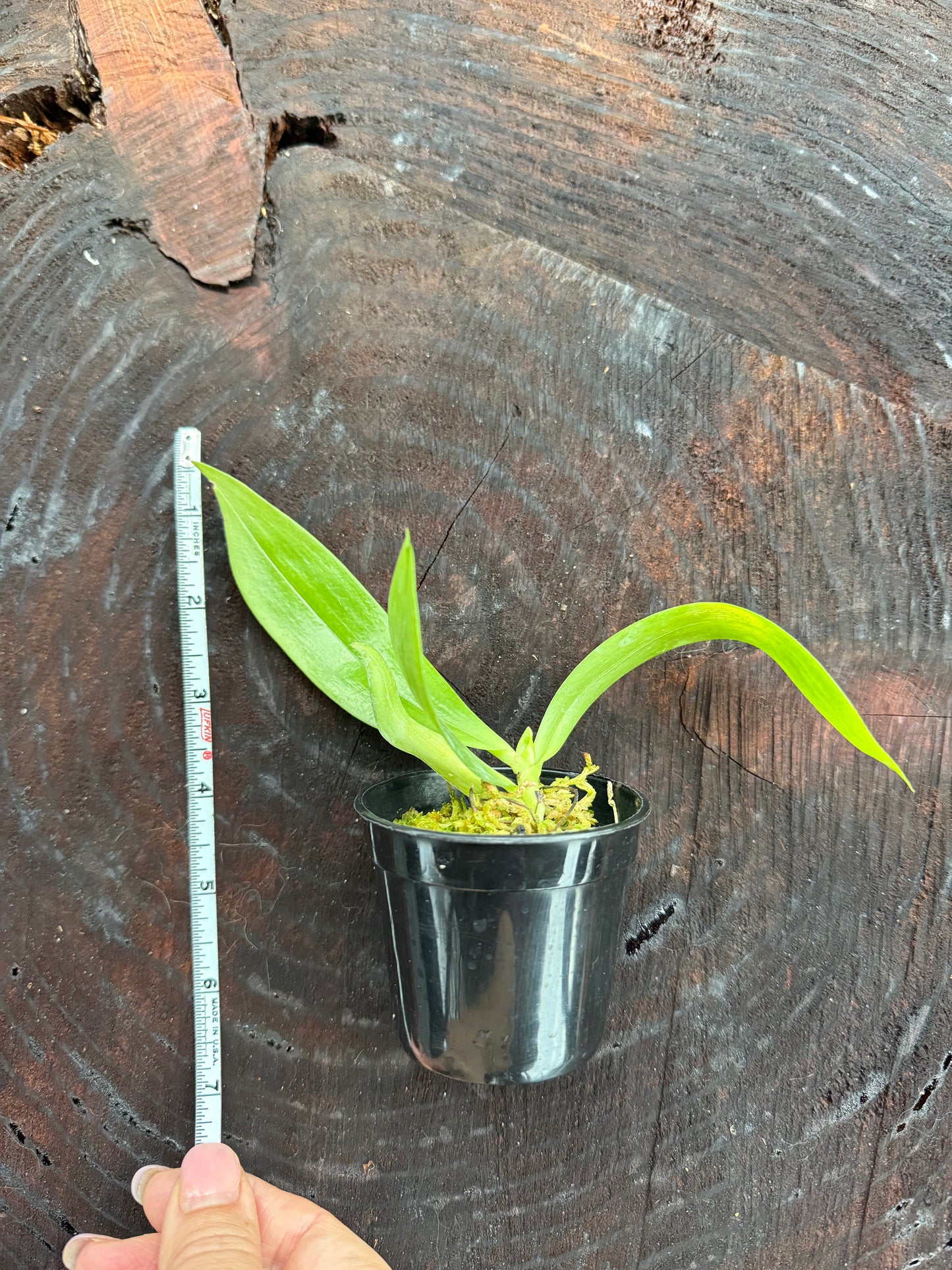 Aerangis citrata – Miniature Fragrant Epiphytic Orchid blooming size in 2 1/2” pot.