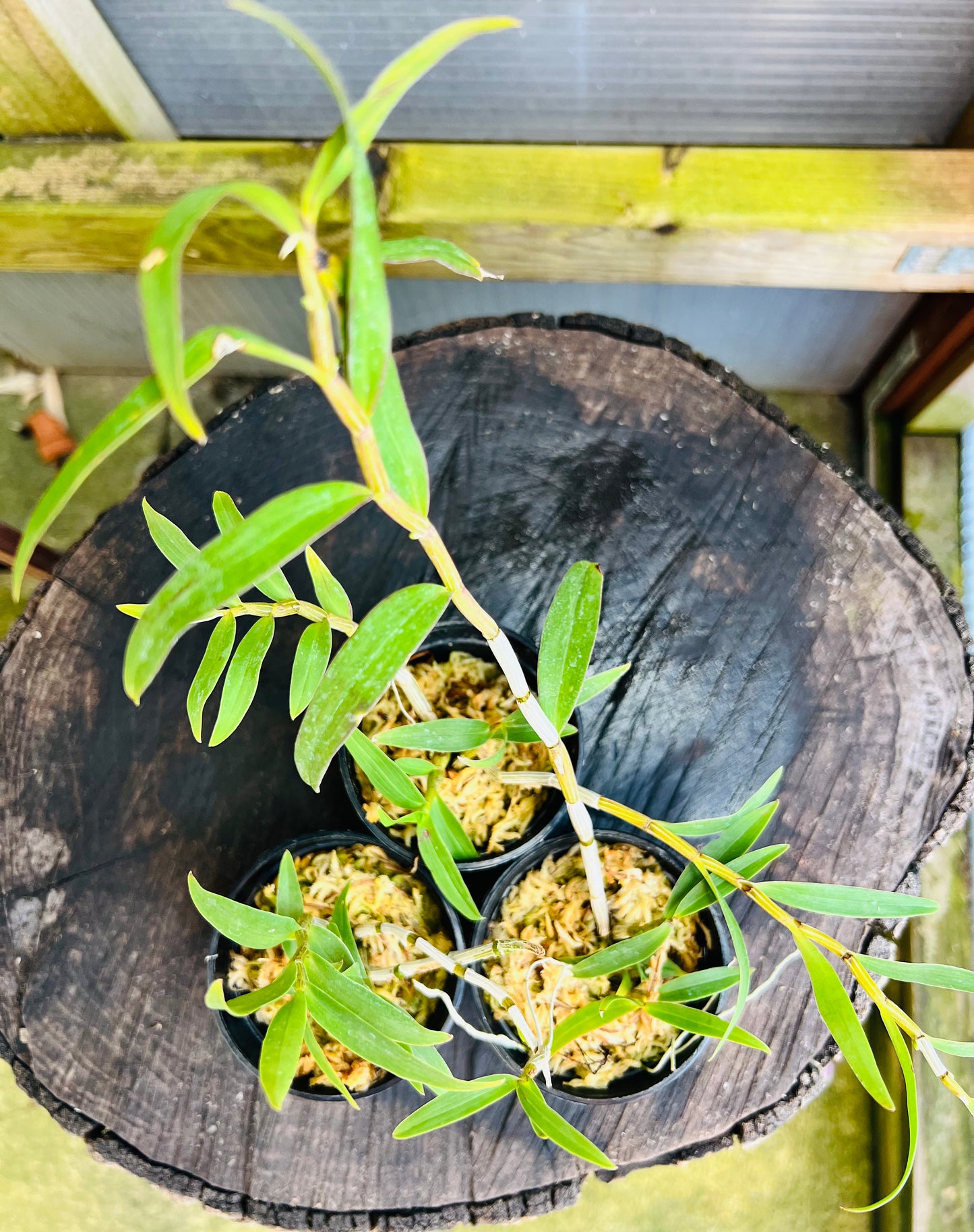 A species Orchid/ Dendrobium officinale 鐵皮石斛 / blooming & with buds in 3” pot.