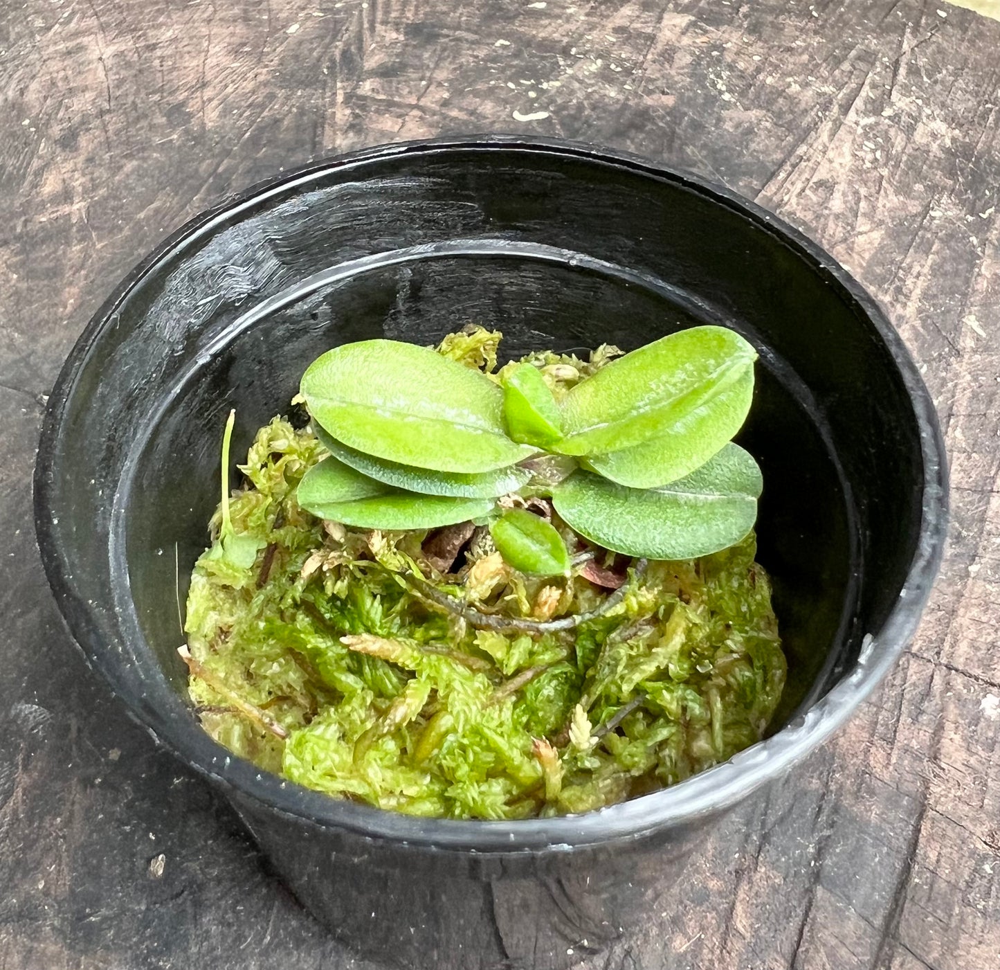 A perfect terrarium orchid/ Schoenorchi fragrant