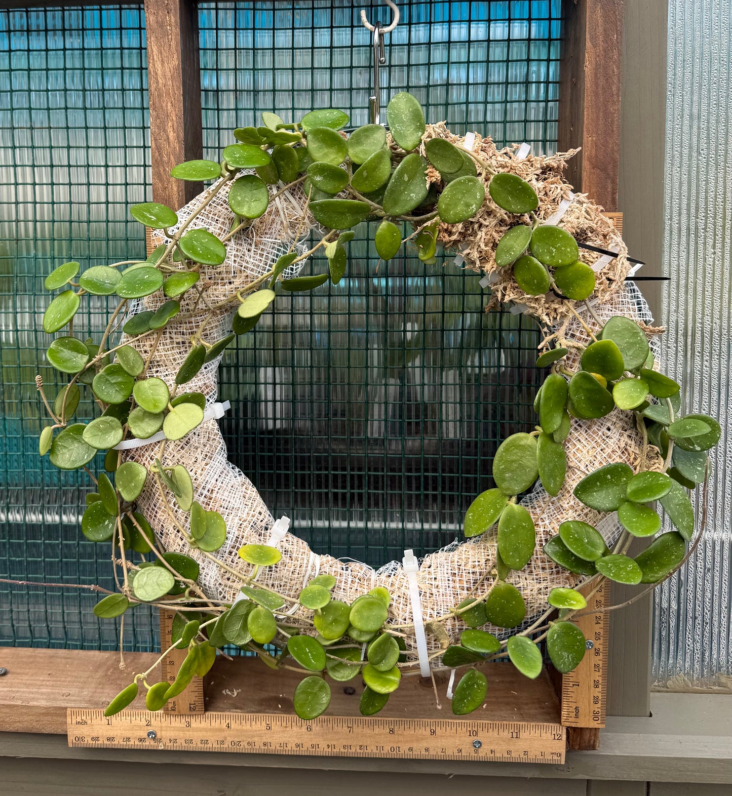 Living Hoya Mathilde Wreath – 12” Blooming Size – Easy Care Botanical Decor