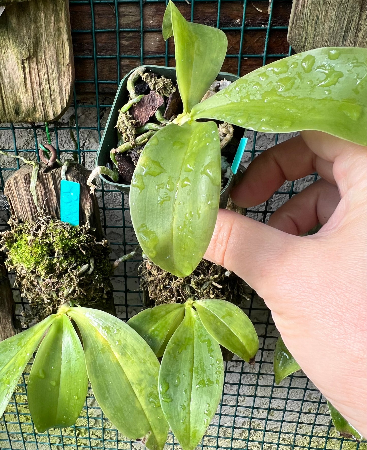 A species fragrant orchid Phalaenopsis modesta