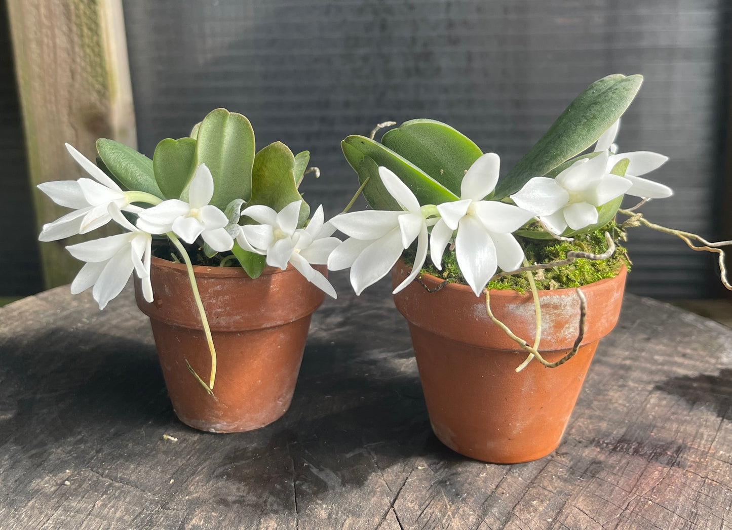 A miniture species orchid / Aerangis fastuosa