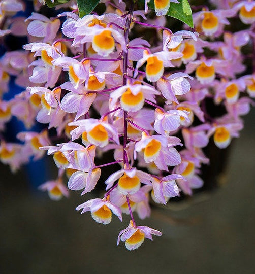 Dendrobium farmeri ( pink form) / Species orchid / blooming size in 3” nursery pot.