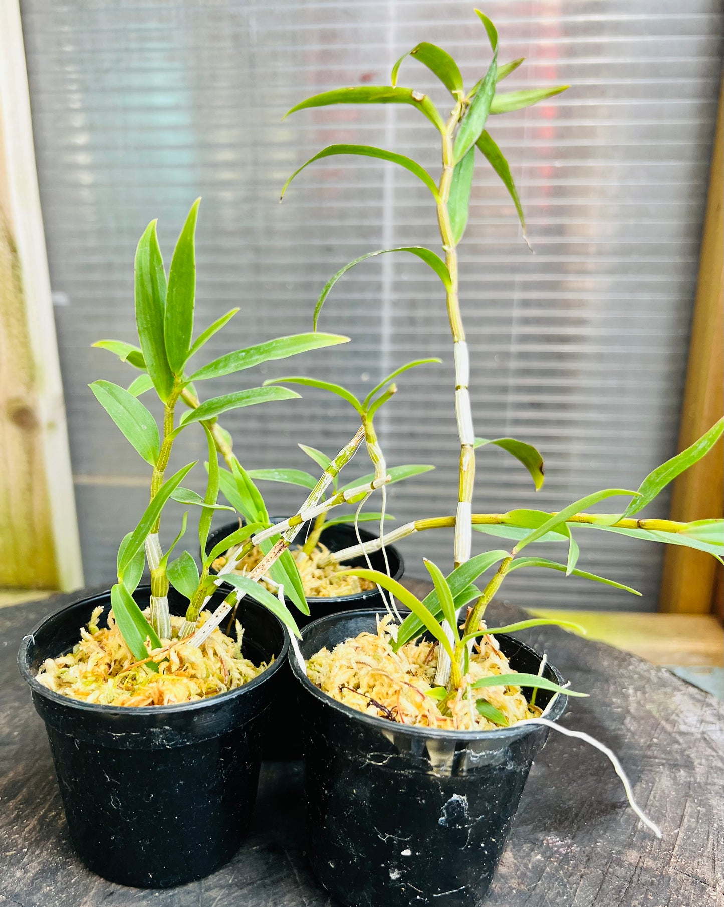 A species Orchid/ Dendrobium officinale 鐵皮石斛 / blooming & with buds in 3” pot.