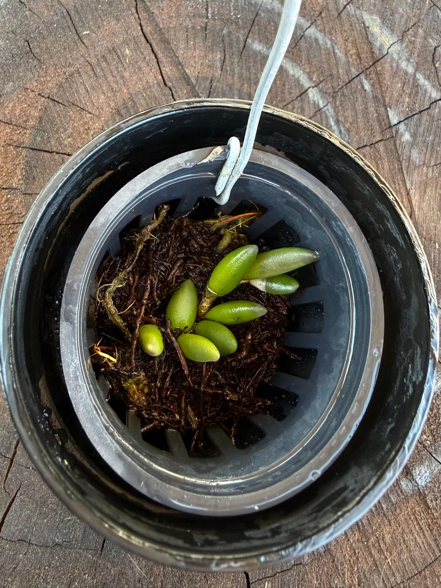 Dendrobium lichenastrum /Rare Australian Miniature Orchid /Terrarium/ Mounted / Live Orchid Plant