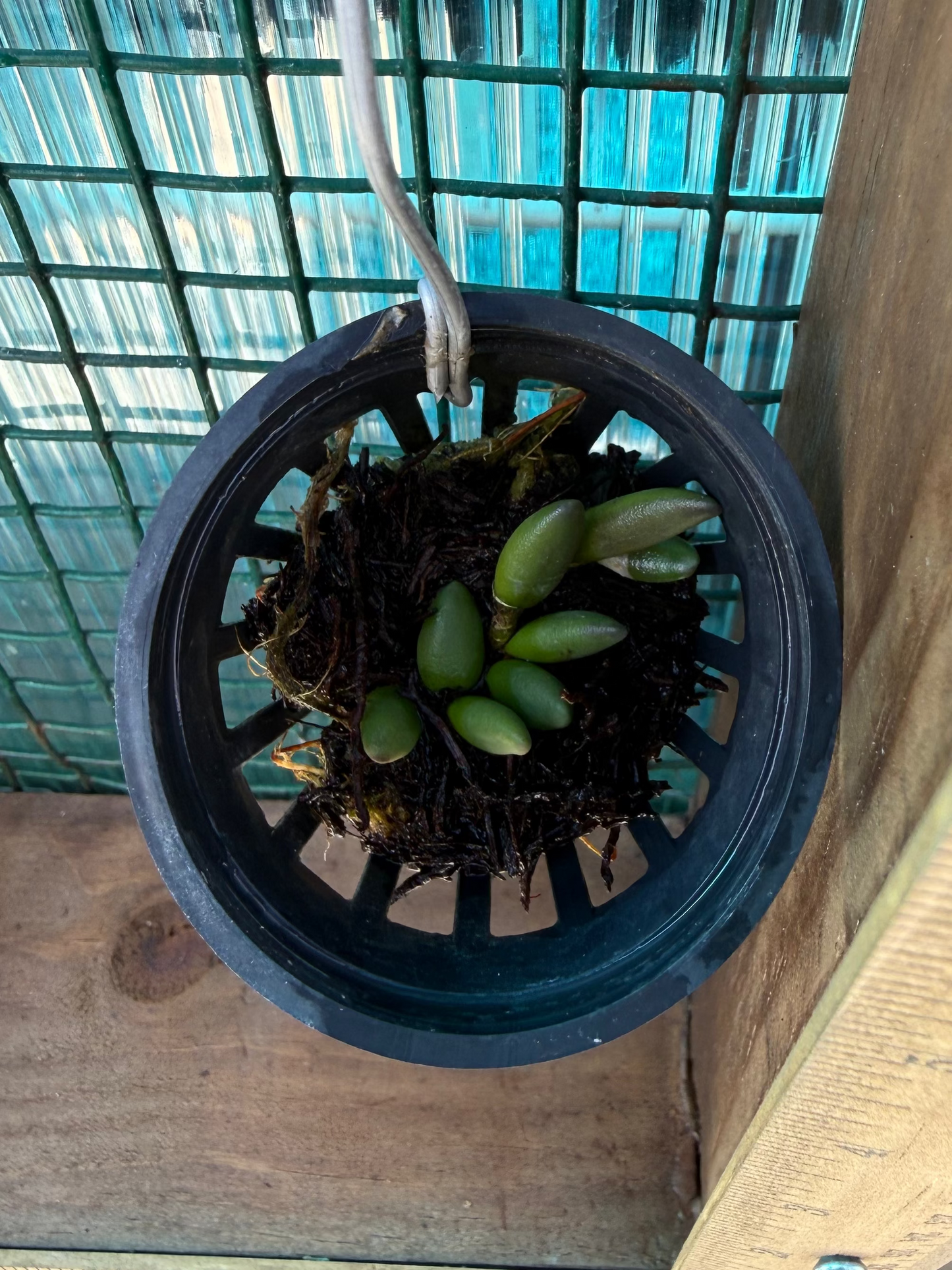Dendrobium lichenastrum /Rare Australian Miniature Orchid /Terrarium/ Mounted / Live Orchid Plant