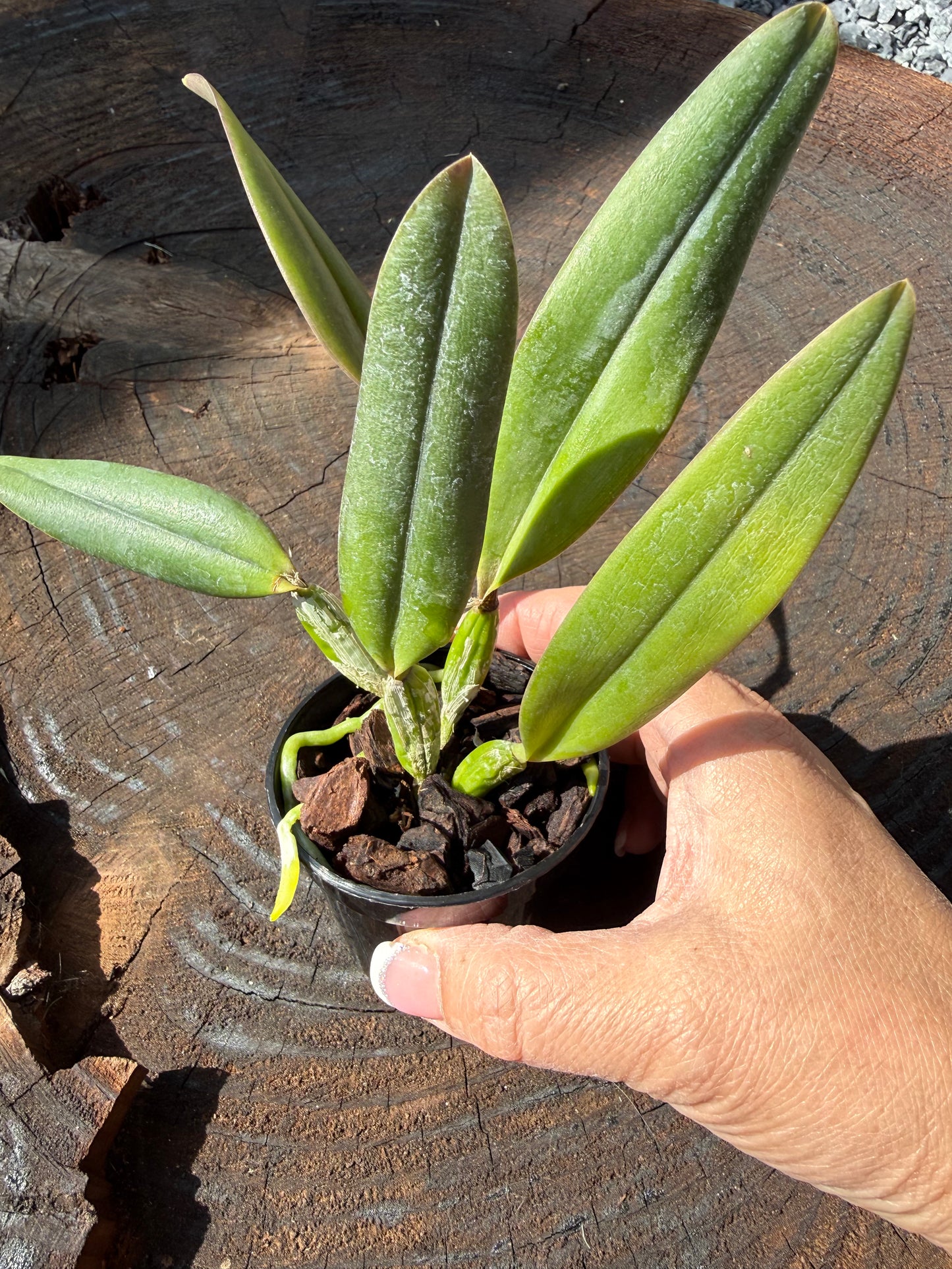 Beautiful miniature orchid/Cattleya Memoria Marina Camilo