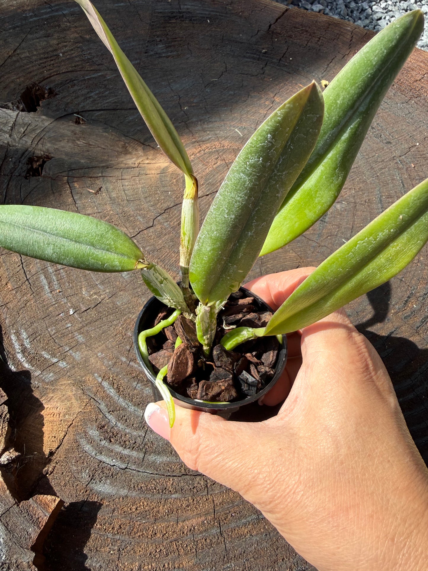 Beautiful miniature orchid/Cattleya Memoria Marina Camilo