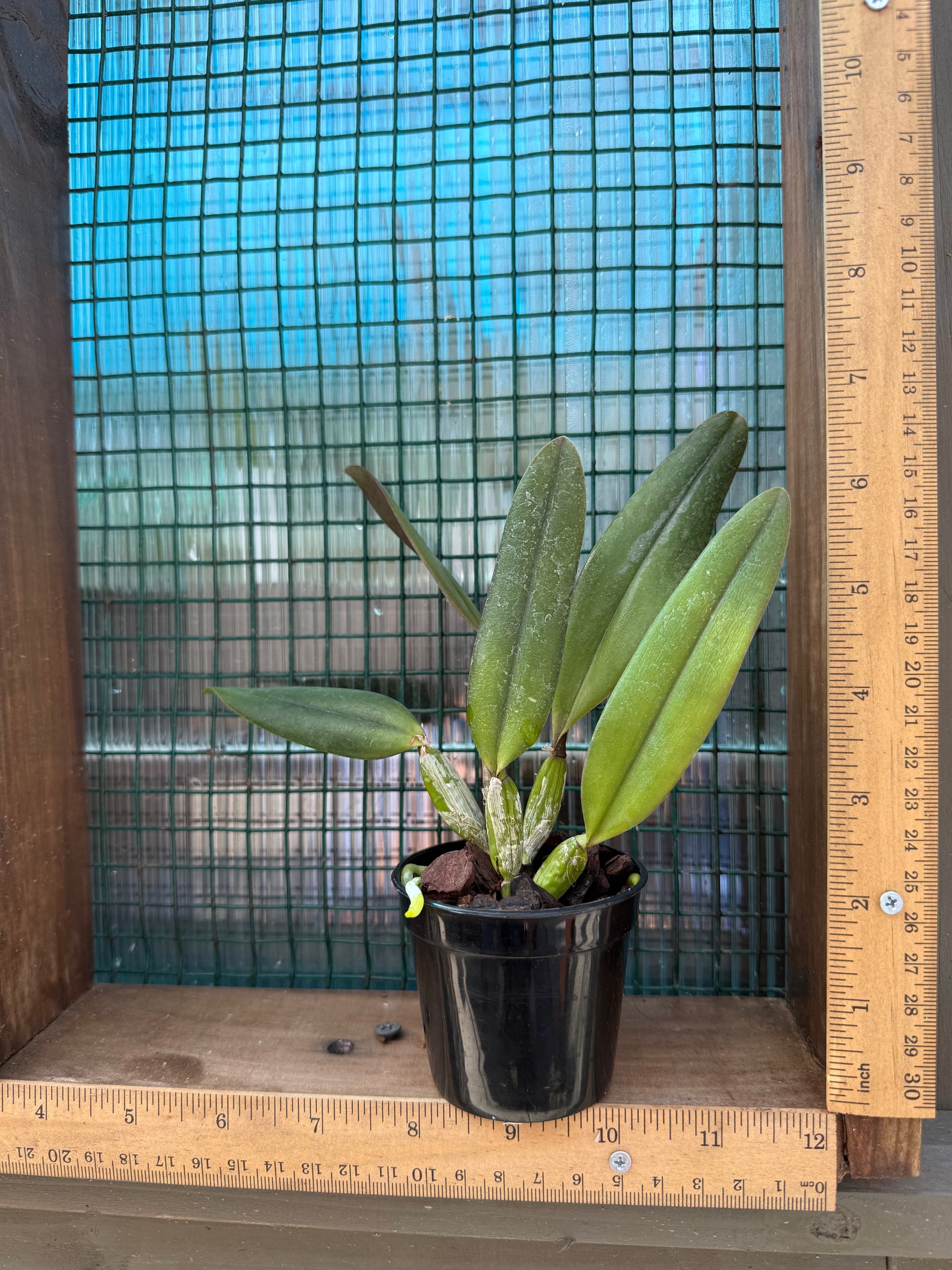 Beautiful miniature orchid/Cattleya Memoria Marina Camilo