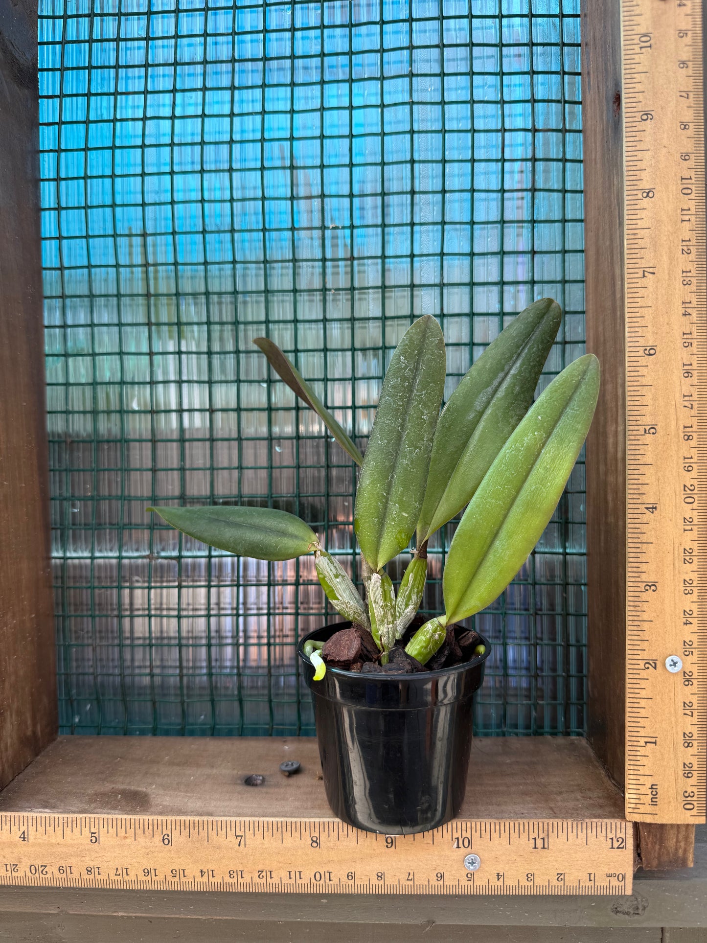 Beautiful miniature orchid/Cattleya Memoria Marina Camilo