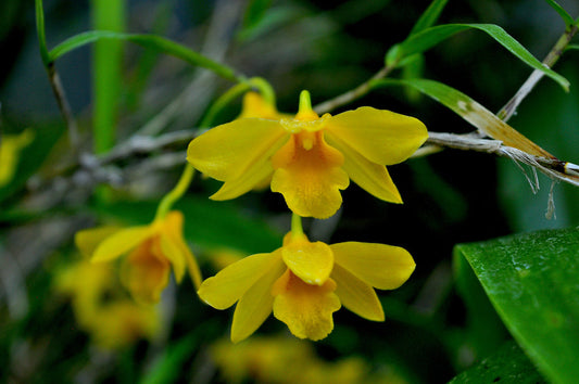 Fragrant species orchid/ Dendrobium hancockii/ blooming size in 3” nursery pot.