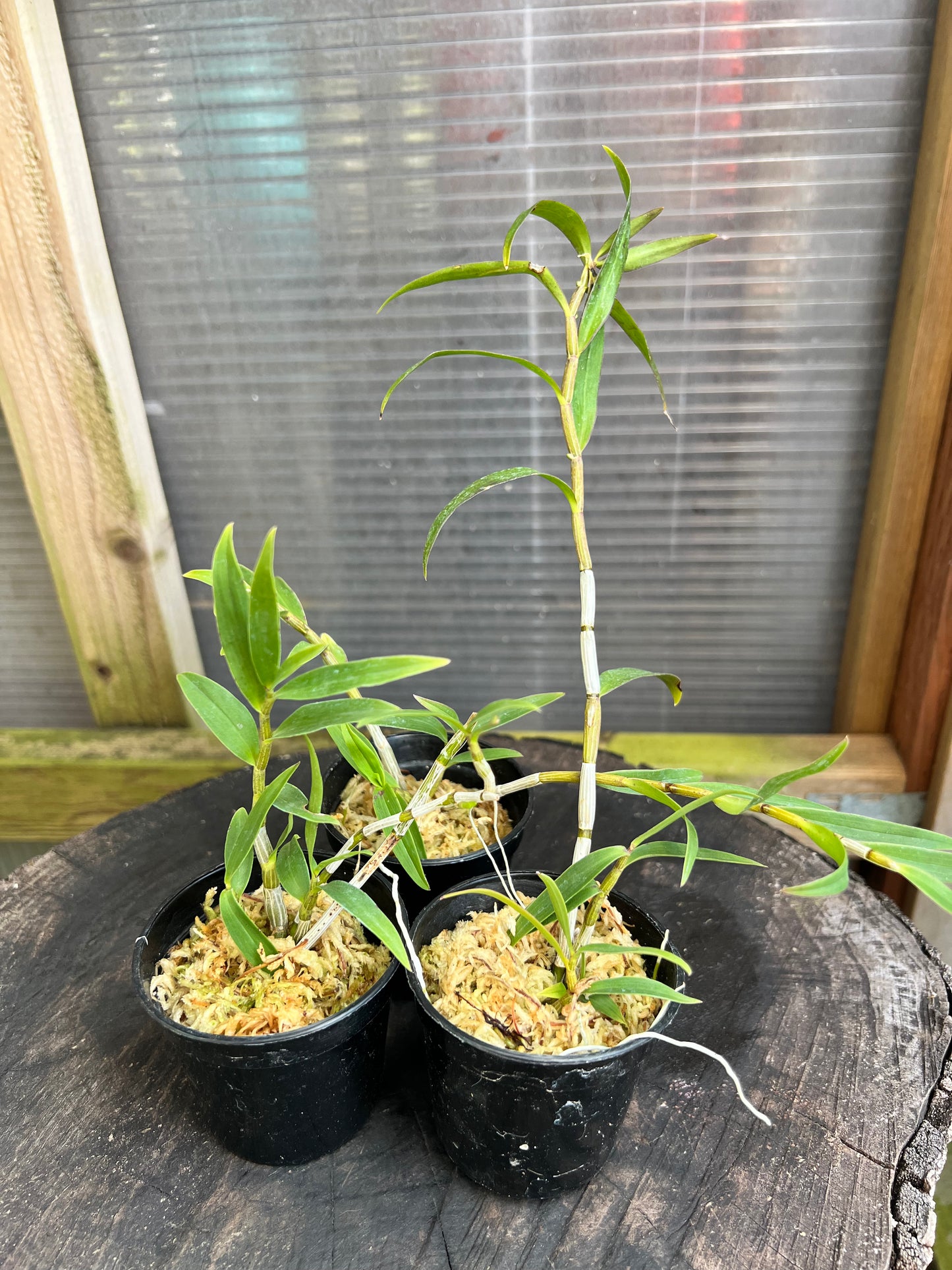 A species Orchid/ Dendrobium officinale 鐵皮石斛 / blooming & with buds in 3” pot.