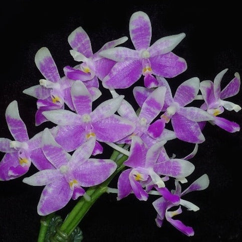 A species fragrant orchid Phalaenopsis modesta