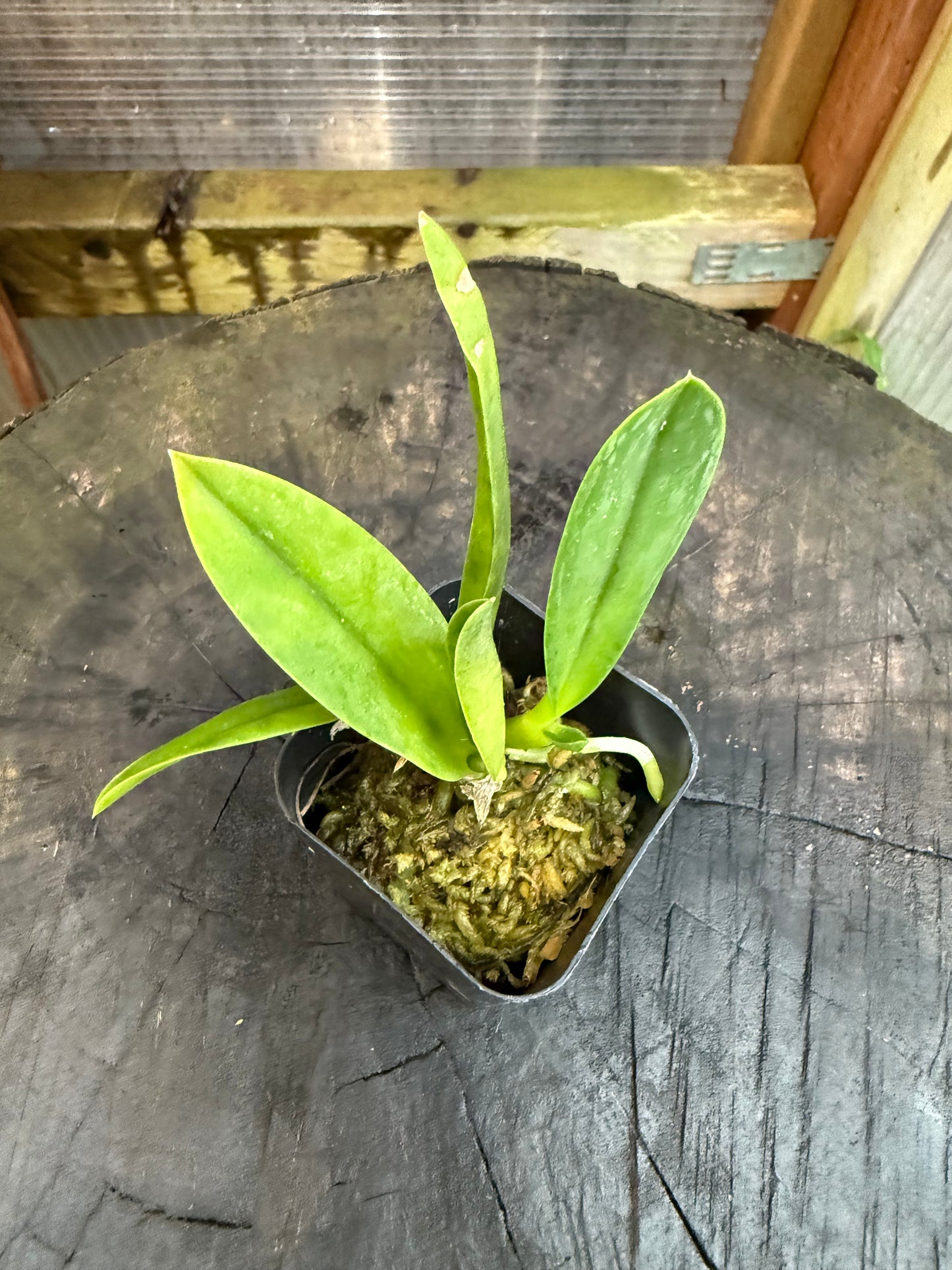 Laelia jongheana f. alba – Rare White Species Orchid in 2” pot.