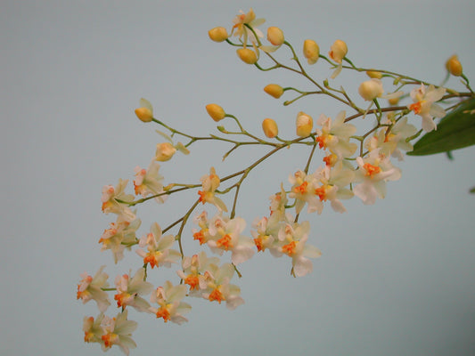 Oncidium Gold Dust ‘Tiny Twinkle’ Orange Variegated – Miniature Orchid, Fragrant Orange Blooms, Easy Indoor Plant, Variegated Leaves