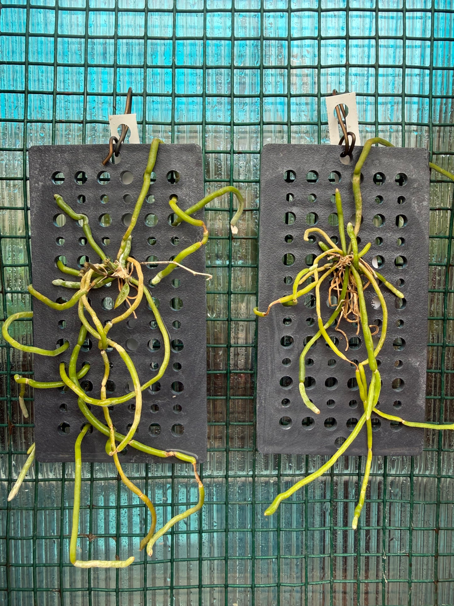 A leafless mini orchid , Chiloschista viridiflava in mounted
