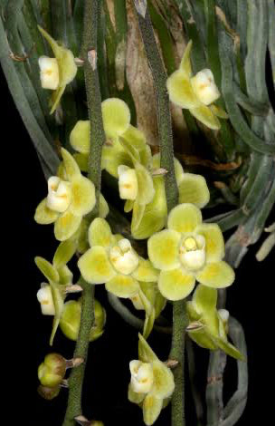 A leafless mini orchid , Chiloschista viridiflava in mounted