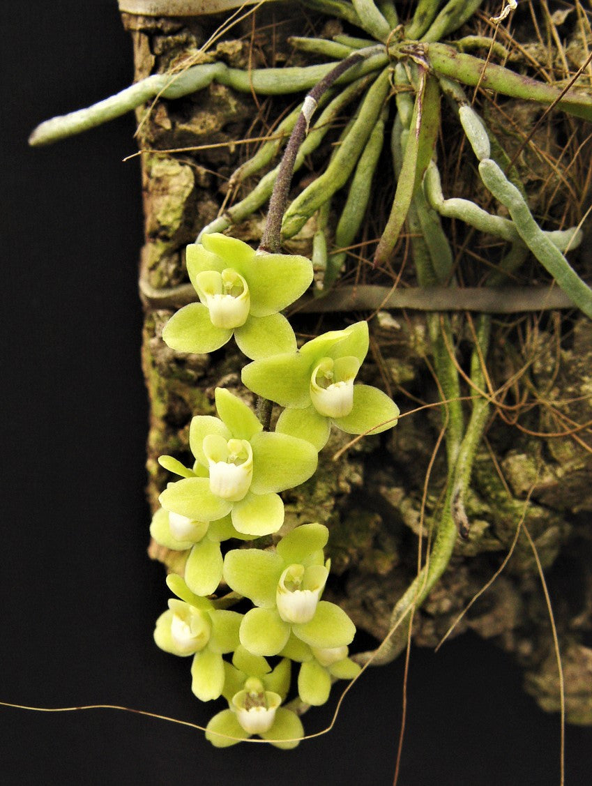 A leafless mini orchid , Chiloschista viridiflava in mounted
