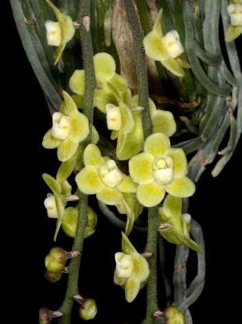 A leafless mini orchid , Chiloschista viridiflava in mounted