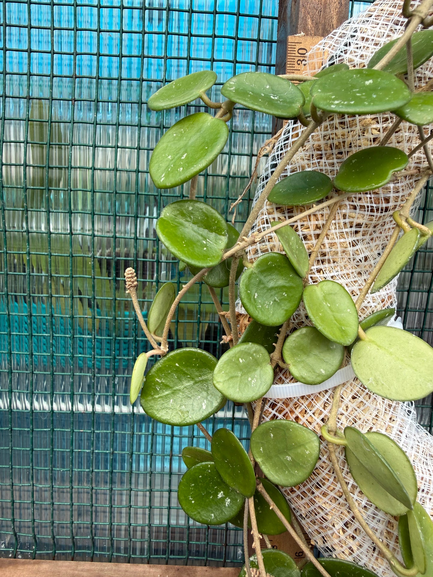 Living Hoya Mathilde Wreath – 12” Blooming Size – Easy Care Botanical Decor