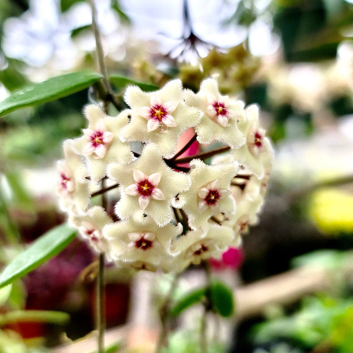 Living Hoya Mathilde Wreath – 12” Blooming Size – Easy Care Botanical Decor