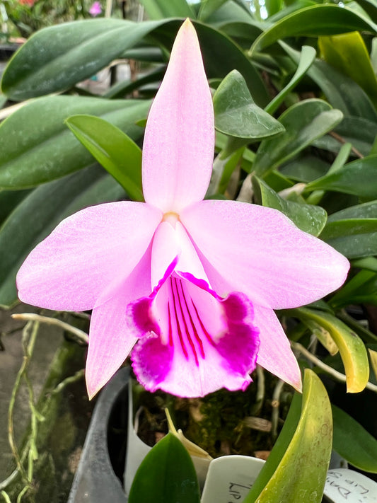 A adorable species orchid/ Laelia Dayana/ C.bicalhoi