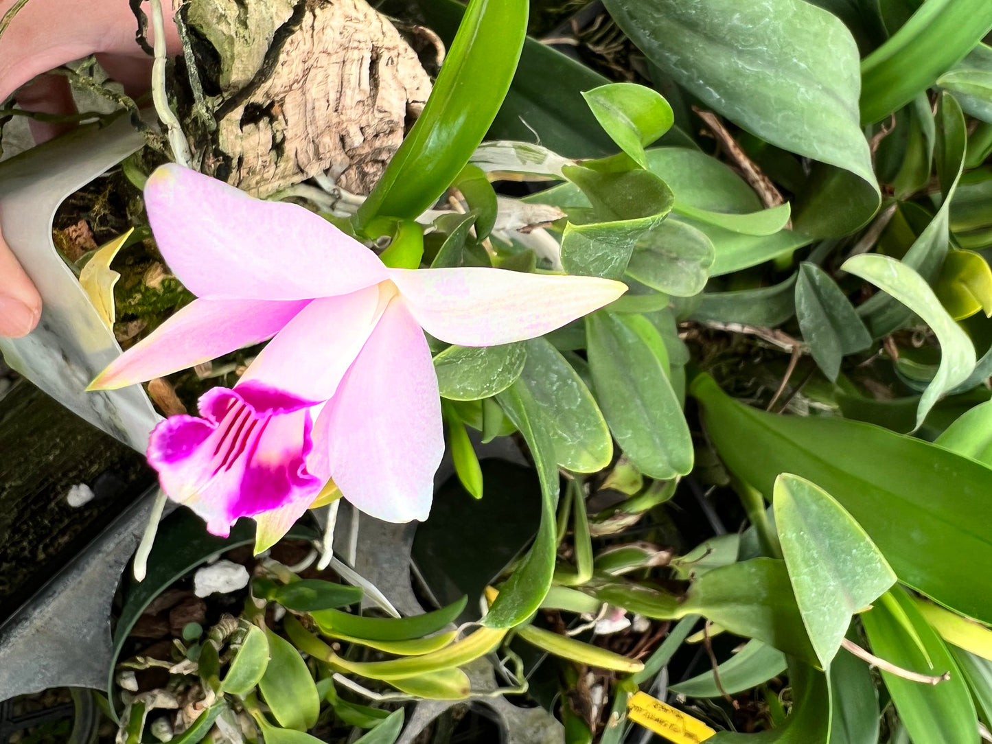 A adorable species orchid/ Laelia Dayana/ C.bicalhoi