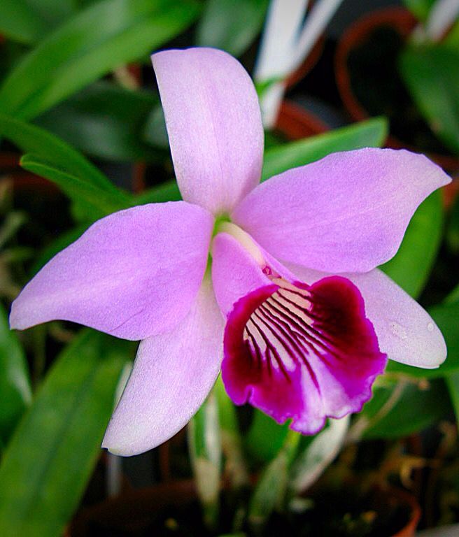 A adorable species orchid/ Laelia Dayana/ C.bicalhoi