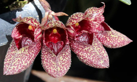 A cute species orchids/ Bulbophyllum frostii