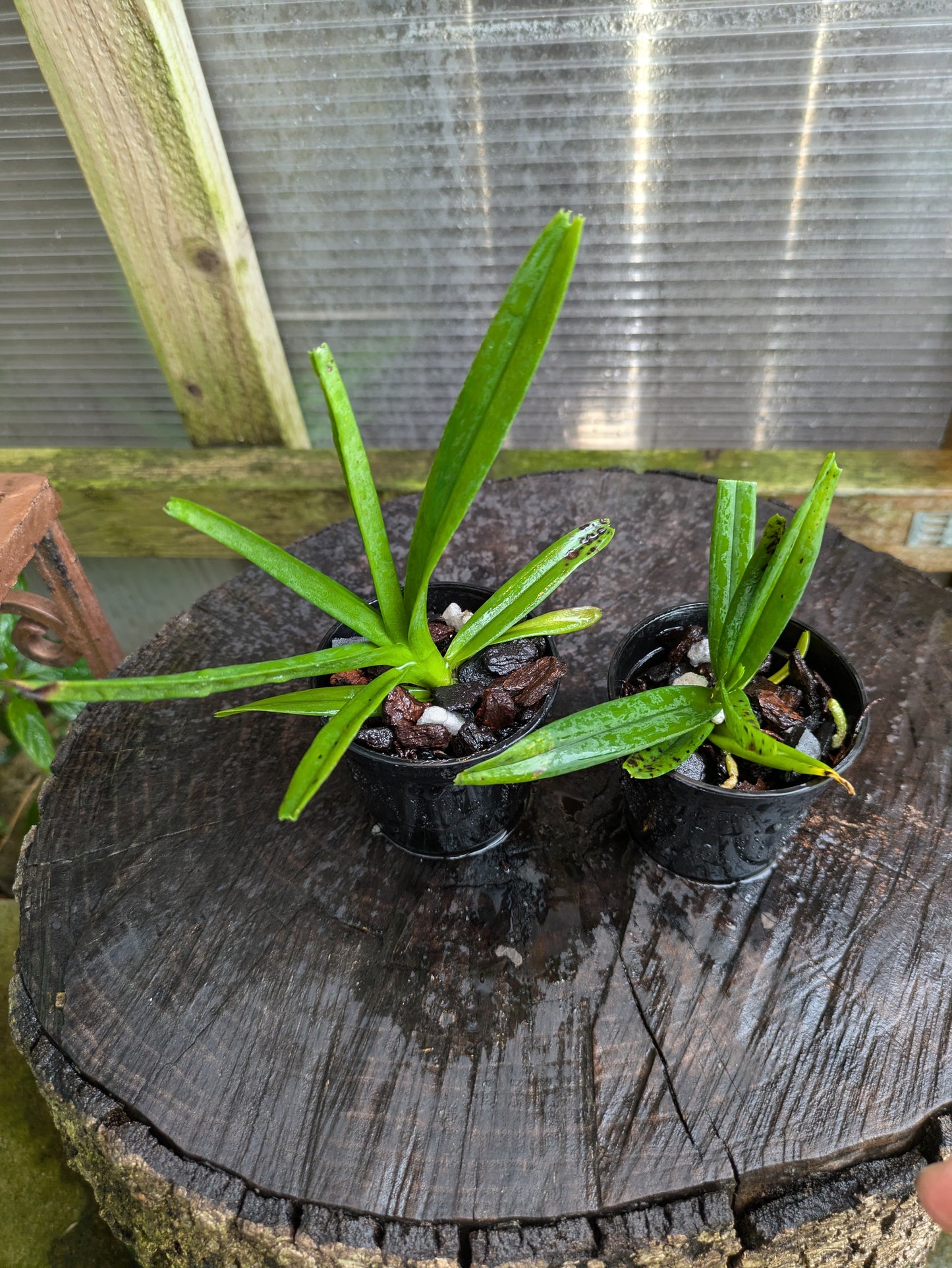 A adorable species orchid/ Vanda ampulaceum