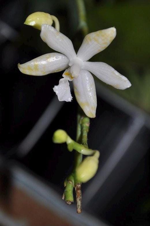 A rare find species orchid / Phalaenopsis luddemanniana v. alba barbara