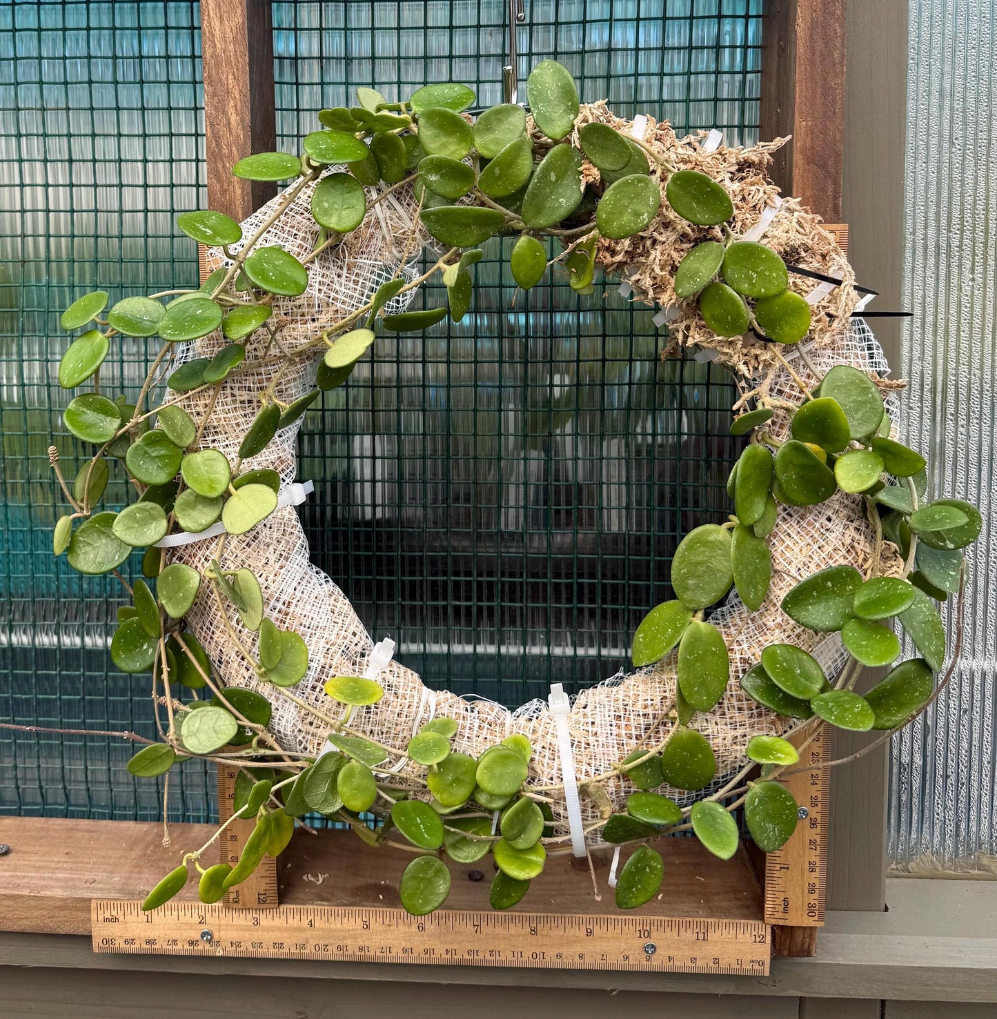 Living Hoya Mathilde Wreath – 12” Blooming Size – Easy Care Botanical Decor