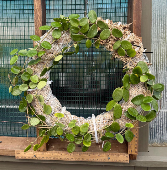Living Hoya Mathilde Wreath – 12” Blooming Size – Easy Care Botanical Decor