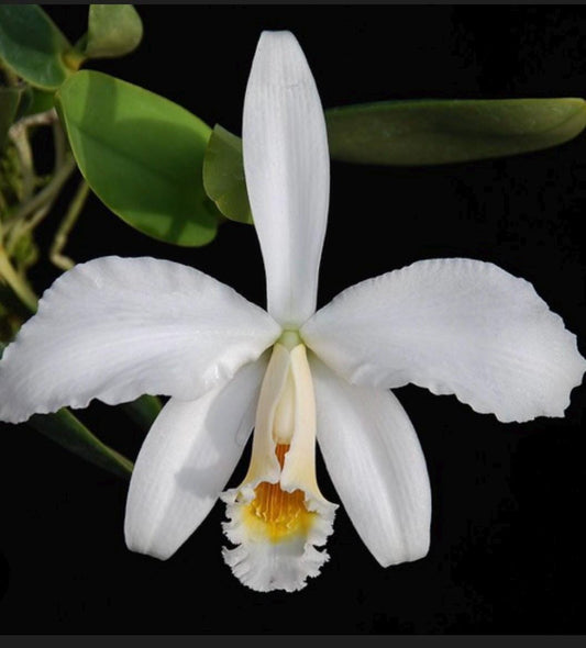 Laelia jongheana f. alba – Rare White Species Orchid in 2” pot.