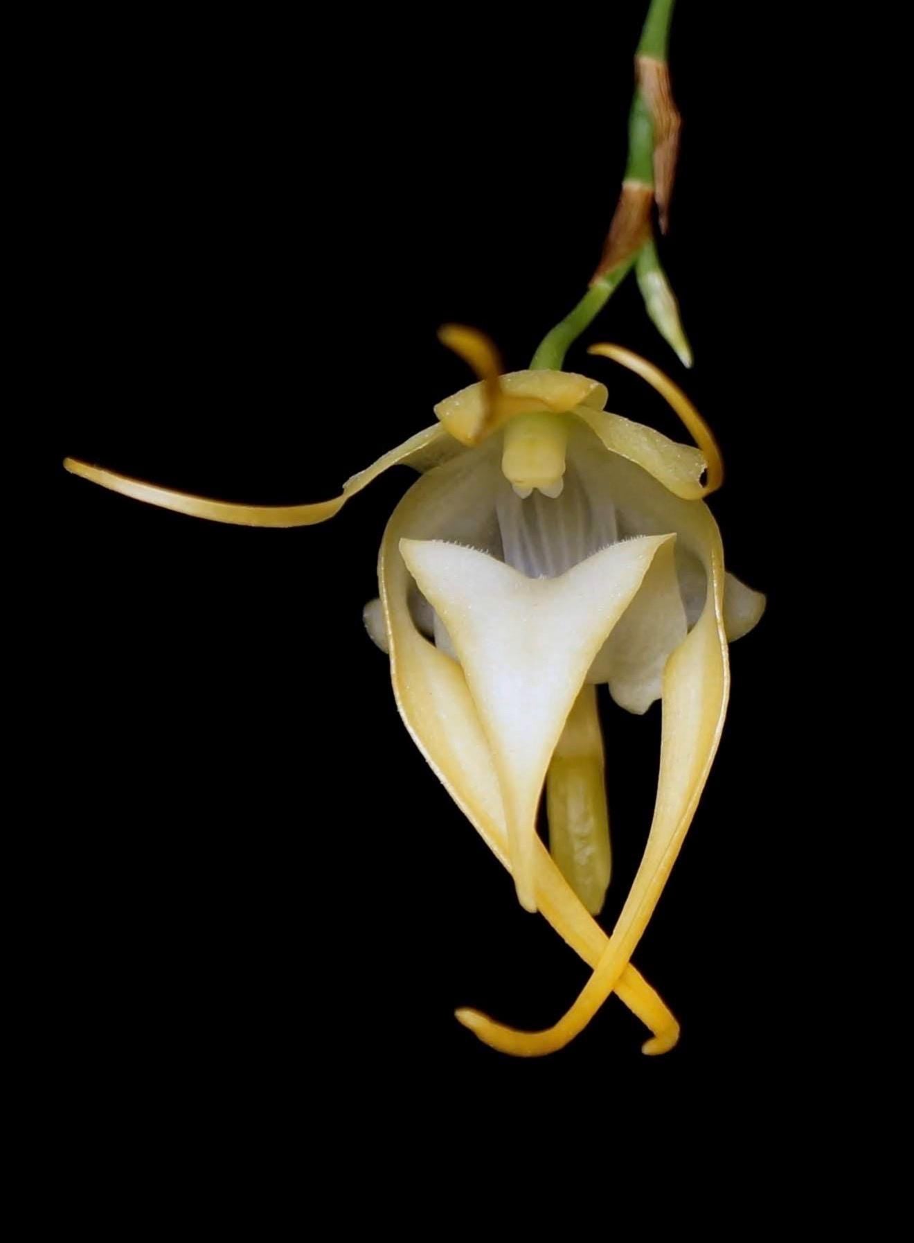 A fragrant species orchid /Aeranthes grandiflora