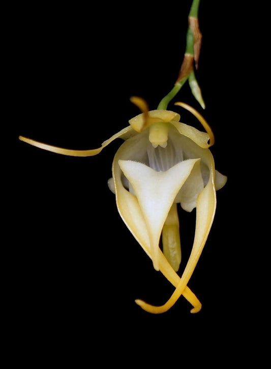 A fragrant species orchid /Aeranthes grandiflora