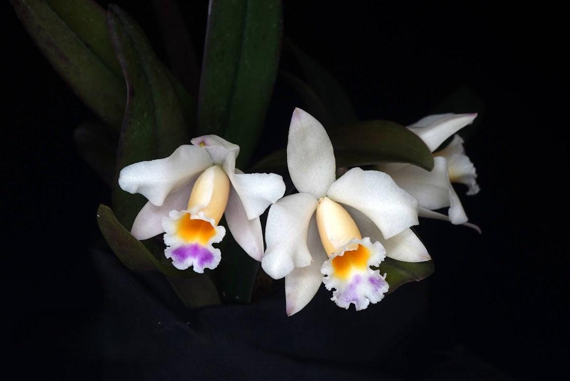 Beautiful miniature orchid/Cattleya Memoria Marina Camilo
