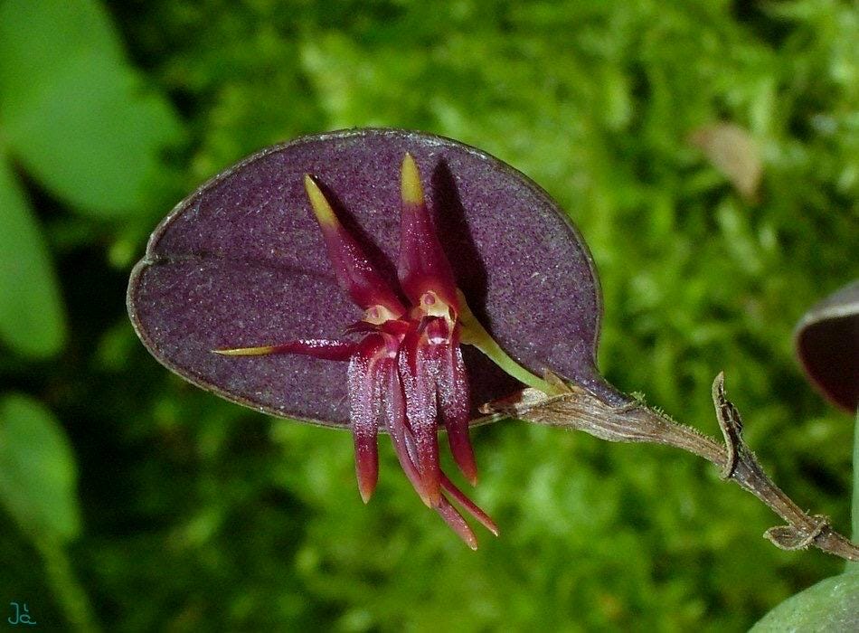 A compact species orchid/ Pleurothallis orbicularis (Trichosalphinx)