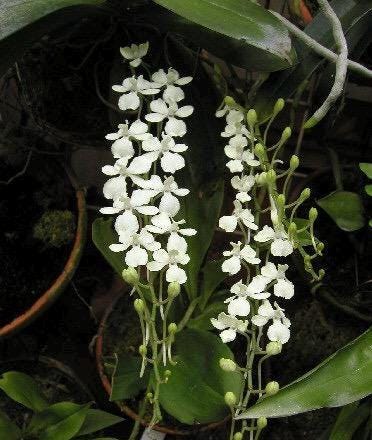 Aerangis citrata – Miniature Fragrant Epiphytic Orchid blooming size in 2 1/2” pot.