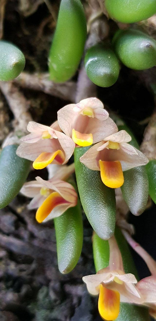 Dendrobium lichenastrum /Rare Australian Miniature Orchid /Terrarium/ Mounted / Live Orchid Plant