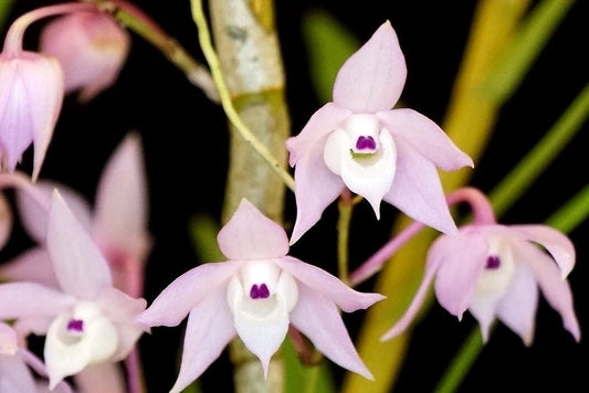 A deciduous species orchid Dendrobium hercoglossum