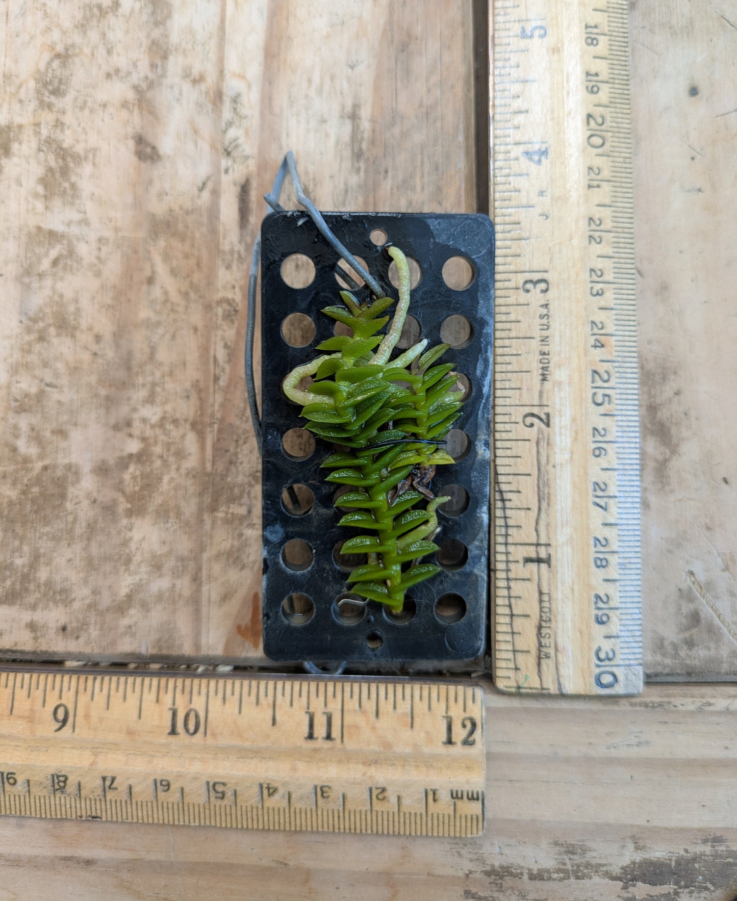 Schoenorchis scolopendria | Mounted Miniature Species Orchid | Rare Orchid | Live Plant | Collector's Orchid