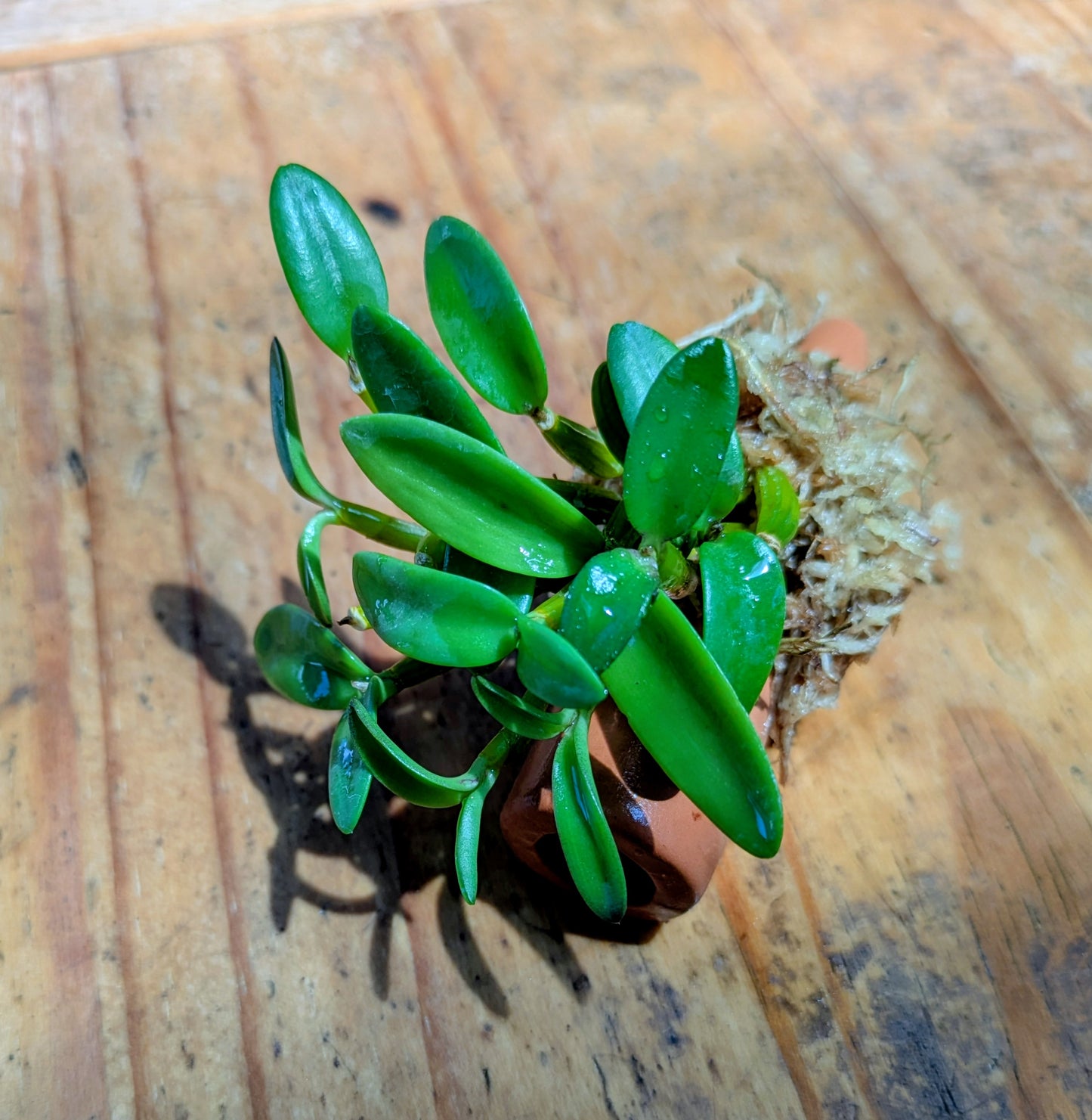 Dendrobium pachyphyllum – Mounted Miniature Species Orchid