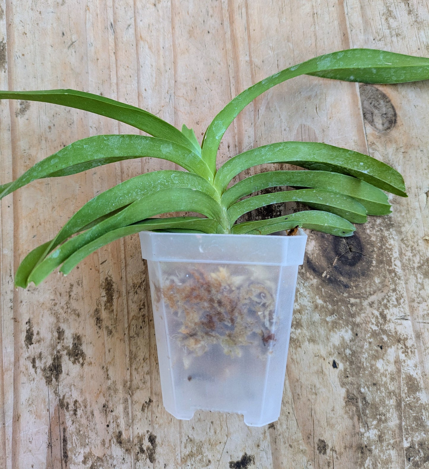 A rare pink form of the blue vanda species/ Vanda coerulea 'pink'/ blooming size in 3" nursery pot